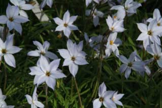 Ipheion uniflorumOude wijfjes bestellen